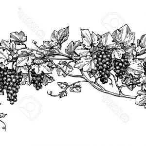 300x300 Photostock Vector Hand Drawn Vector Illustration Of Grapes Vine - Vine Sketch