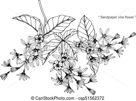 450x333 Sandpaper Vine Flower. Drawing And Sketch With Black And White - Vine Sketch