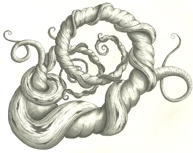 800x633 Vine Sketch By On @ Art - Vine Sketch