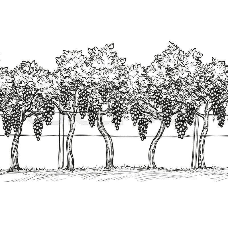 800x800 Hand Drawn Vector Illustration Of Vineyard. Vine Sketch Isolated - Vineyard Sketch