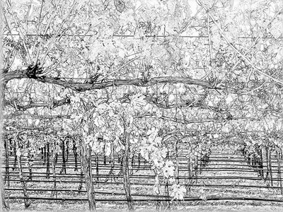 400x300 Lake County Vineyard Sketch (Sc197) Photo - Vineyard Sketch