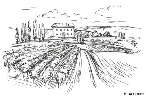 500x334 Vineyard Hand Drawn Vector Illustration Realistic Sketch - Vineyard Sketch