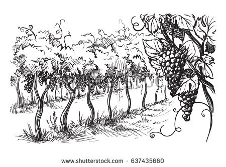 450x333 Collection Of Grape Vineyard Drawing High Quality, Free - Vineyard Sketch