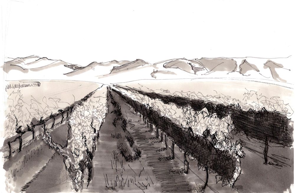 Vineyard Sketch at PaintingValley.com | Explore collection of Vineyard ...