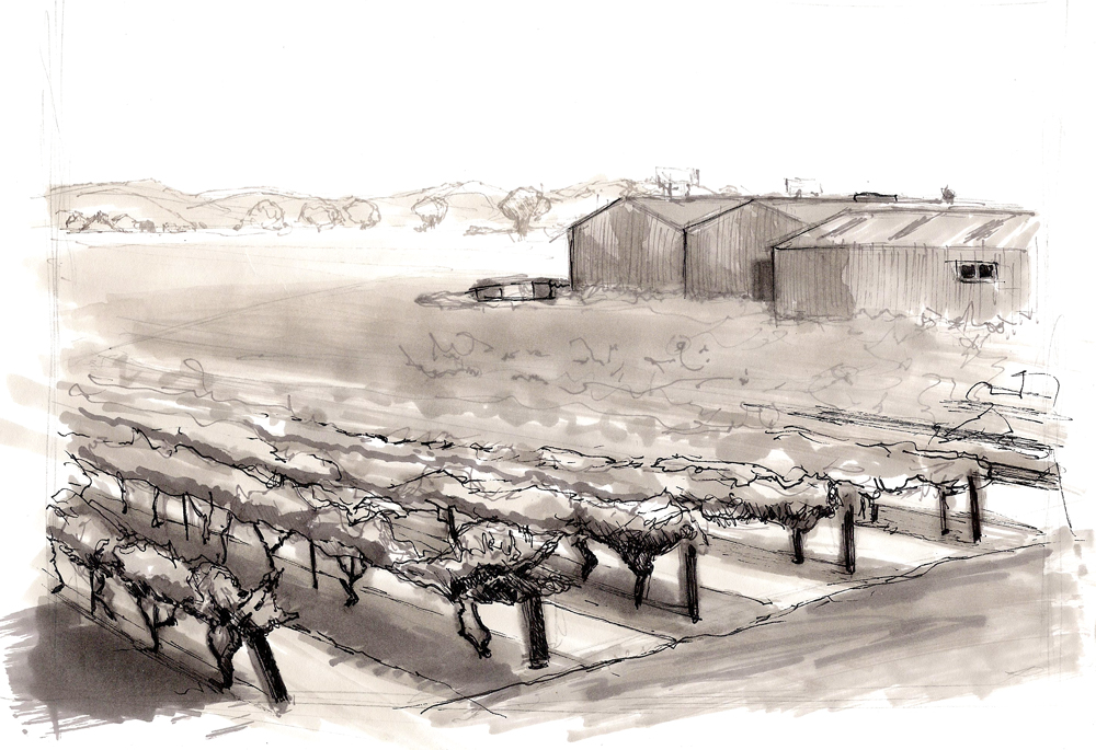 1000x685 Vineyard Sketch 1 1 +output+ - Vineyard Sketch