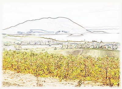 400x294 Beckstoffer Vineyard Sketch (Sc176) Photo - Vineyard Sketch