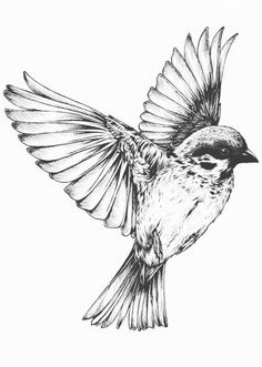 236x331 Bird Drawings Homemade Stuff Amp Crafts Ps, Drawings - Vintage Bird Sketch