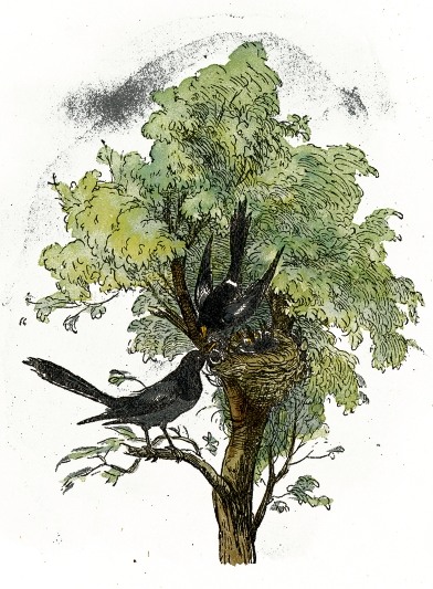 392x533 Bird Nest Drawing - Vintage Bird Sketch