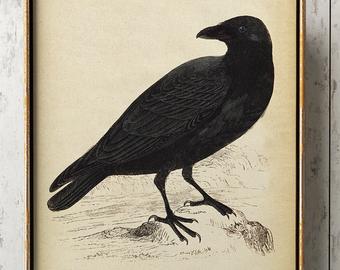 340x270 Bird Drawing Etsy - Vintage Bird Sketch