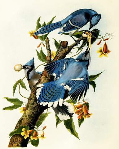 384x480 Blue Jay Illustration Print Vintage Bird Sketch Art 0404 - Vintage Bird Sketch