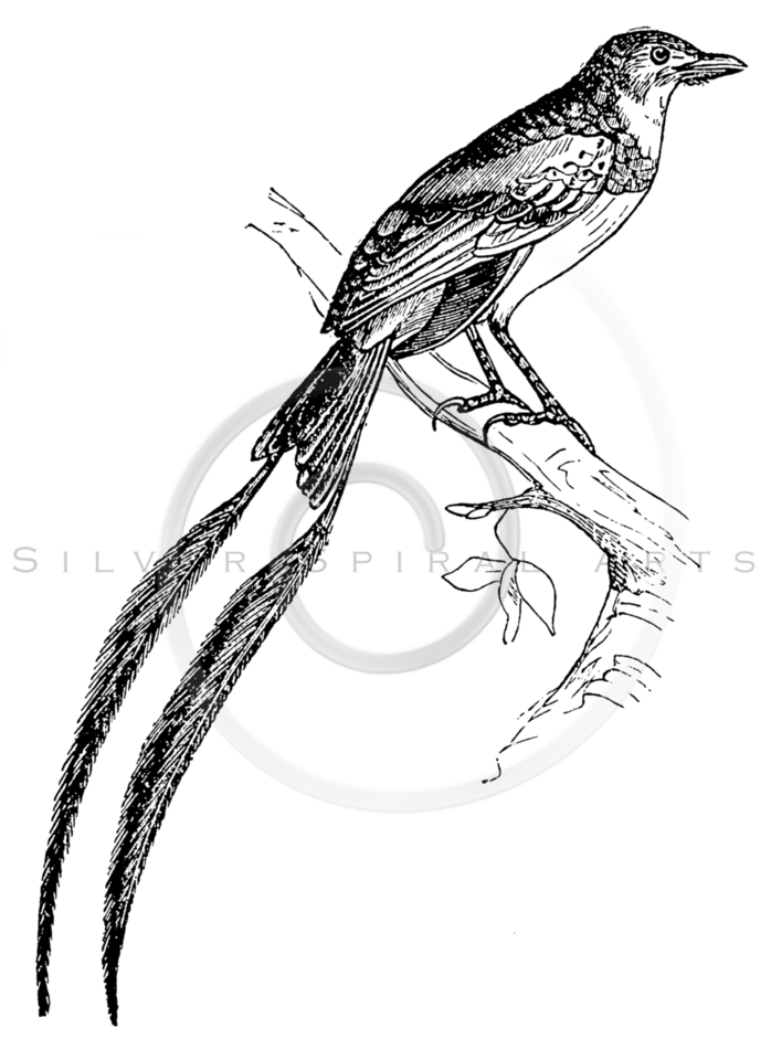 698x960 Cardinal Drawing - Vintage Bird Sketch