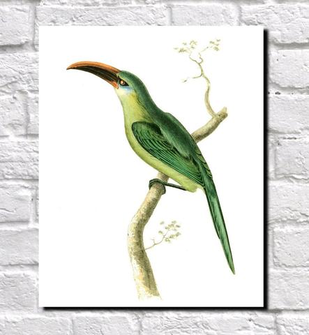 443x480 Grooved Bill Aracari Illustration Print Vintage Bird Sketch Art - Vintage Bird Sketch
