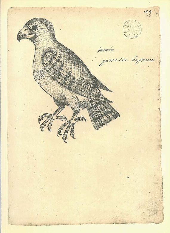 570x779 Hawk Vintage Bird Sketch Drawing Maranhao Brazil Frei By Carambas - Vintage Bird Sketch