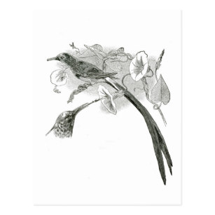 307x307 Vintage Bird Drawing Postcards Zazzle - Vintage Bird Sketch