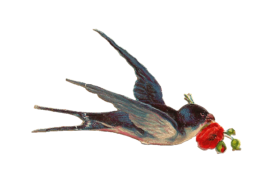 877x596 Vintage Bird Sketch Transparent Png - Vintage Bird Sketch