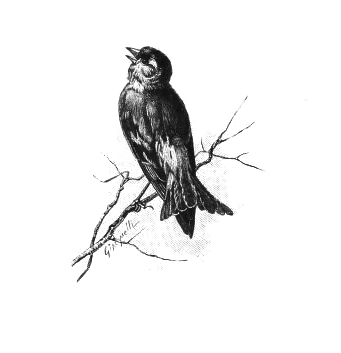341x353 Vintage Birds Archives - Vintage Bird Sketch