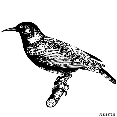 500x500 Realistic Sketch Tattoo Vintage Bird Sitting On A Branch Stock - Vintage Bird Sketch