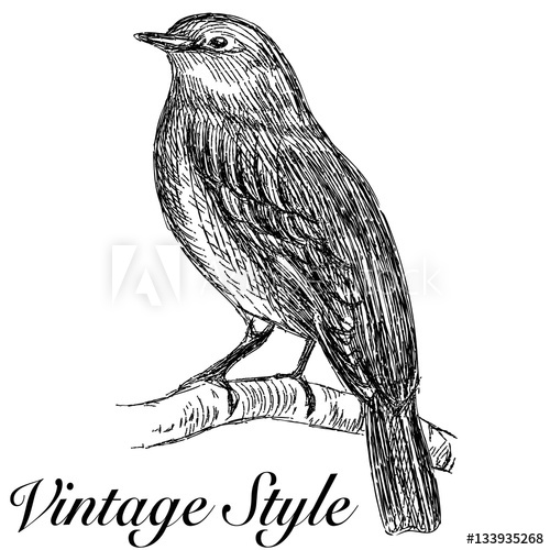 500x500 Sketch Tattoo Vintage Bird Sitting On A Branch - Vintage Bird Sketch