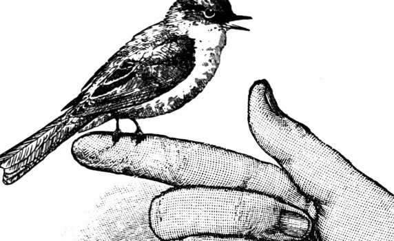 572x350 Vintage Birds Vintage Fangirl - Vintage Bird Sketch