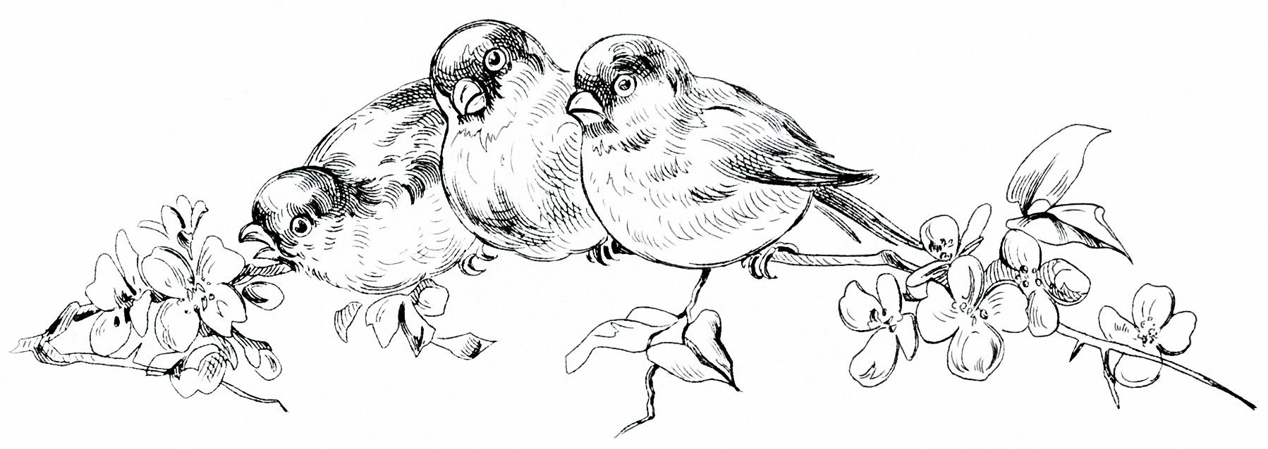 1798x638 Vintage Birds Clipart, Birds On Branch, Black And White Bird - Vintage Bird Sketch