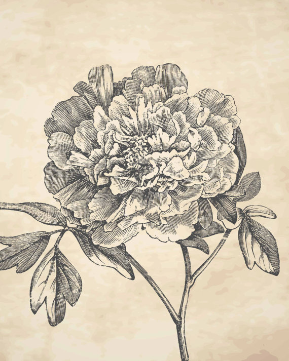 570x713 Drawn Vintage Flower Peony - Vintage Floral Sketch