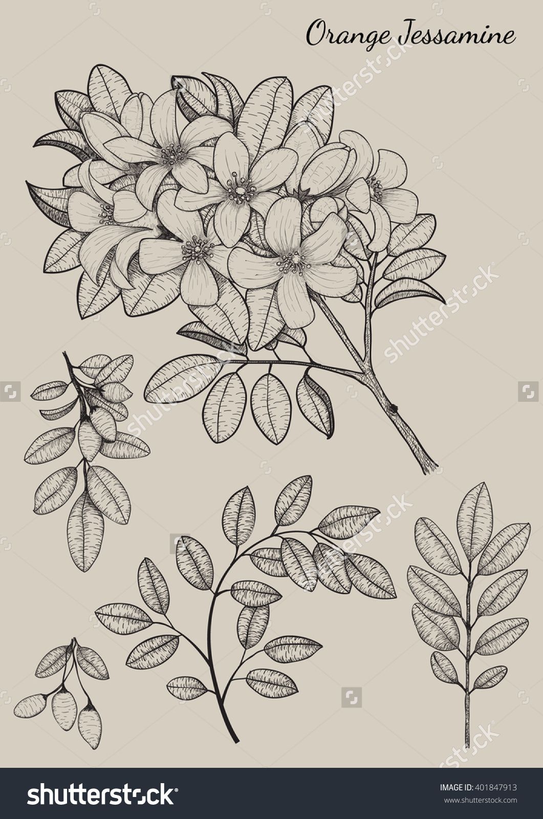 1061x1600 Orange Jessamine Flower By Hand Drawing.flower Design Elements - Vintage Floral Sketch