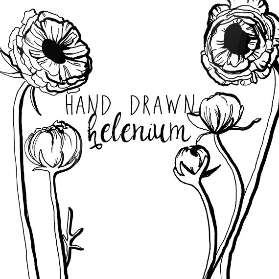 570x570 Sketch Clipart Vintage Flower - Vintage Floral Sketch