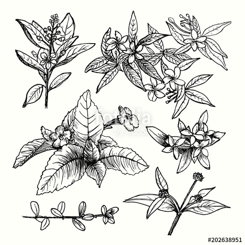 500x500 Vector Set Of Hand Drawn Garden Plants, Herbs, Flowers, Leaves - Vintage Floral Sketch