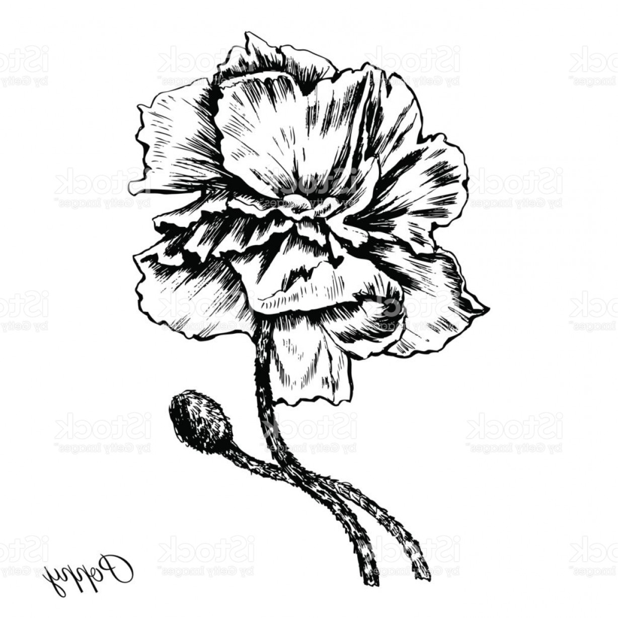 1228x1228 Engraving Poppy Flower Decorative Hand Drawn Sketch Isolated On A - Vintage Flower Sketch
