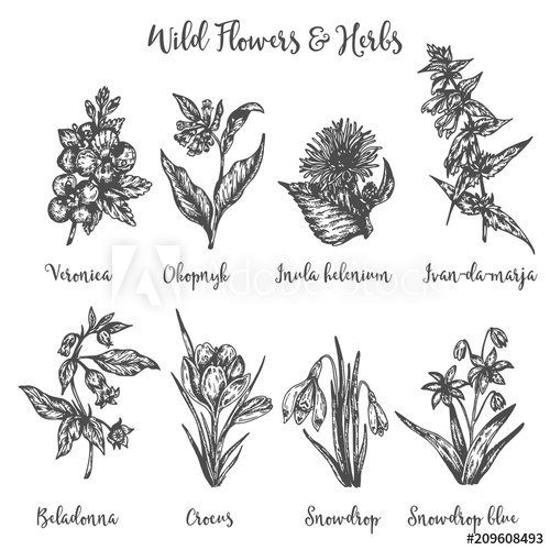 500x500 Herbs And Wild Flowers. Vector Drawing Set. Isolated Meadow Plants - Vintage Flower Sketch