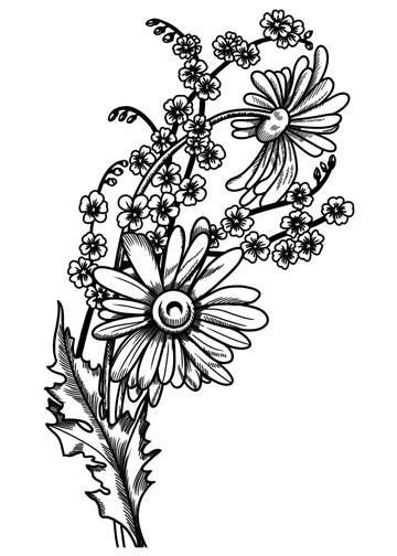 360x504 Sketch Daisies - Vintage Flower Sketch
