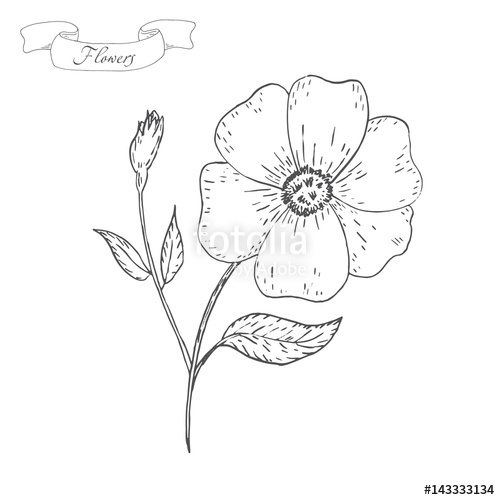 500x500 Vintage Flower Sketch. Flower Background. Hand Drawn Card Vector - Vintage Flower Sketch