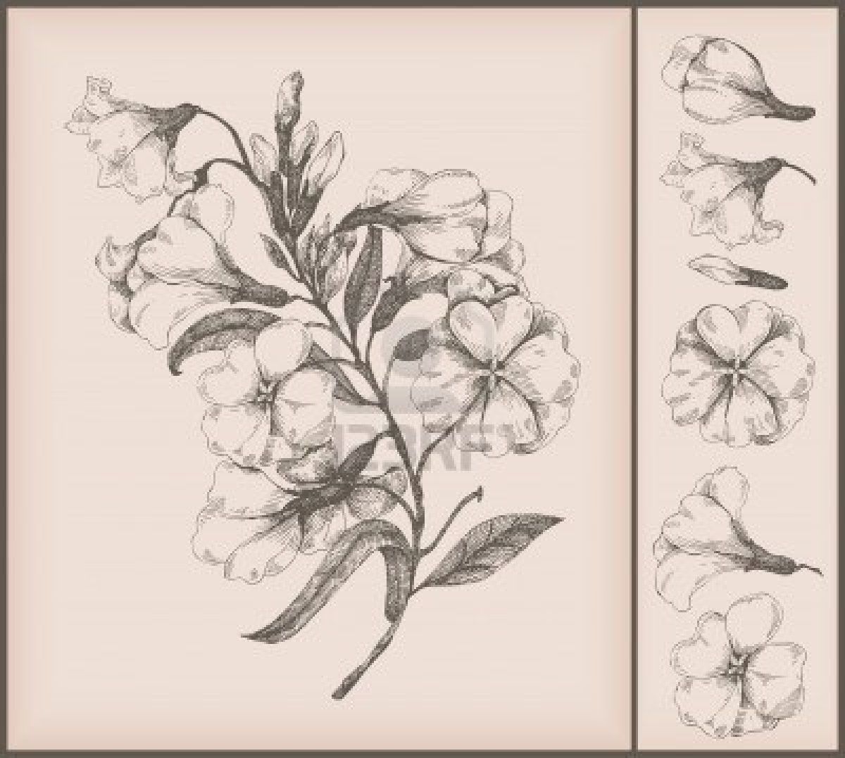 1200x1077 Vintage Flower Drawing Oh, The Flowers Flower - Vintage Flower Sketch