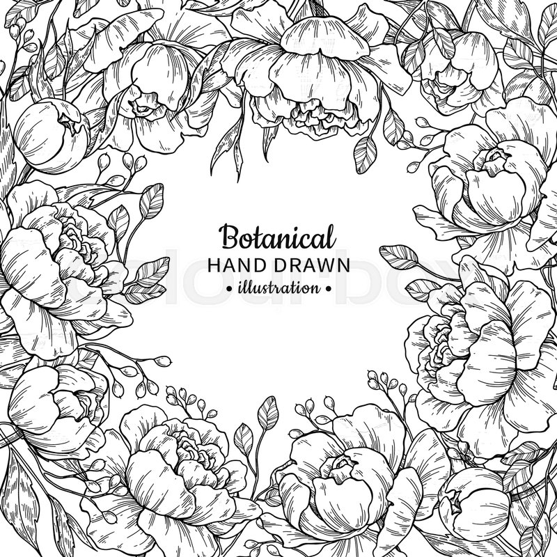 800x800 Vintage Flower Vector Frame Drawing. Peony, Rose, Leaves And Berry - Vintage Flower Sketch