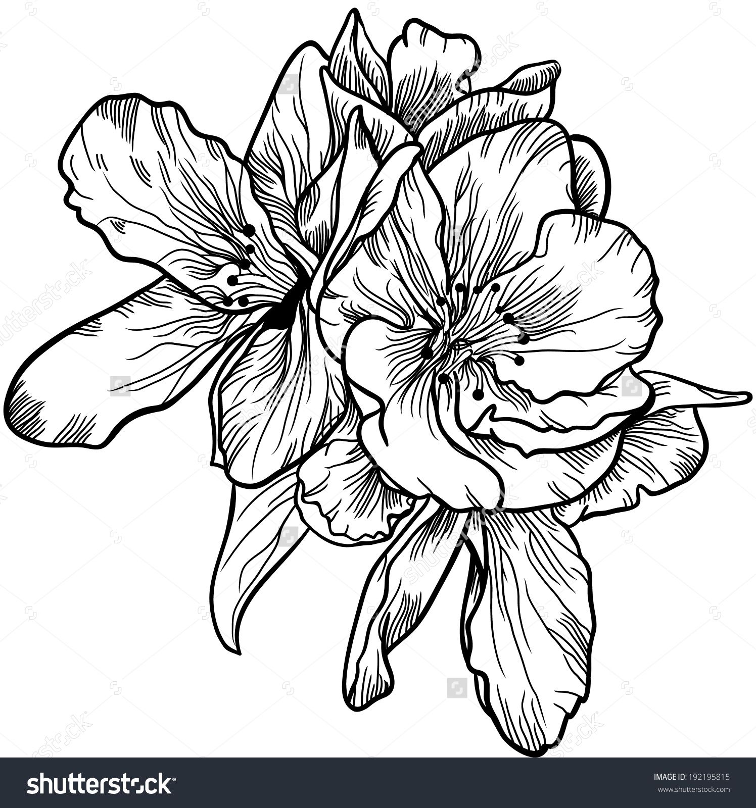 1496x1600 Flower Sketch Fine Line - Vintage Flower Sketch