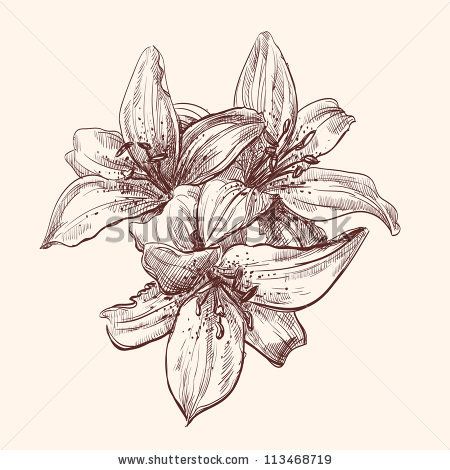 450x470 Stock Vector Floral Lily Vintage Drawing Vector Illustration - Vintage Flower Sketch