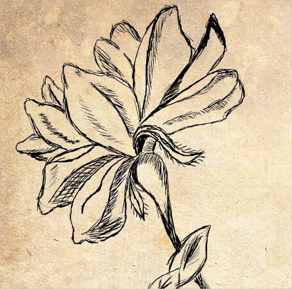 595x588 Flower Sketches Free Amp Premium Templates - Vintage Flower Sketch