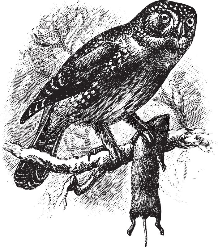 705x800 Northern Pygmy Owl Is An Owl In The Strigidae Family Of True Owls - Vintage Owl Sketch