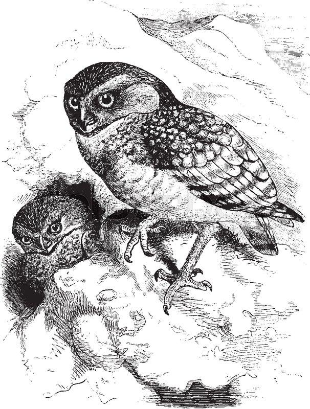 606x800 Two Burrowing Owls By The Mountains Is Umber Brown Varied With - Vintage Owl Sketch