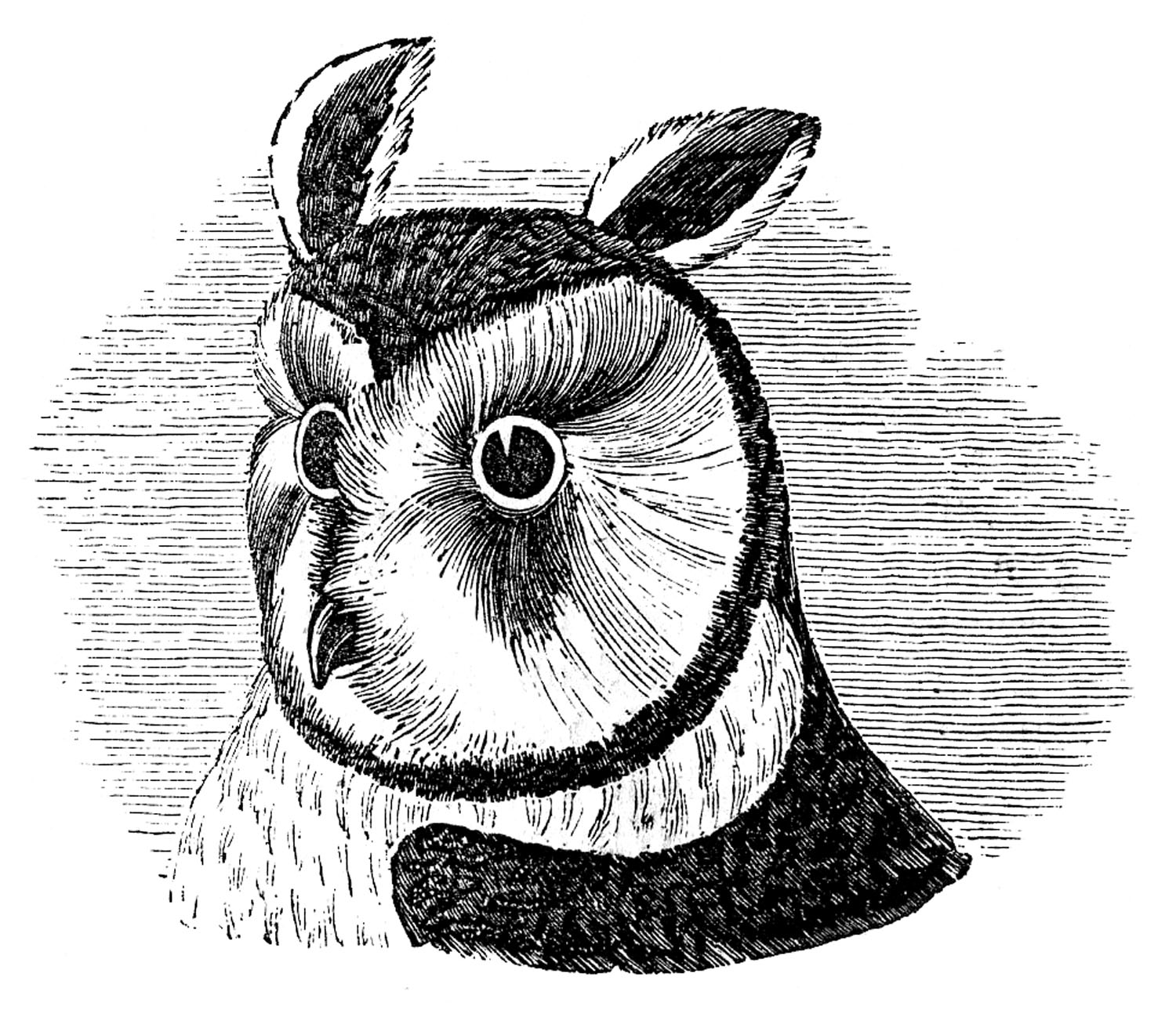 1500x1302 Vintage Images - Vintage Owl Sketch