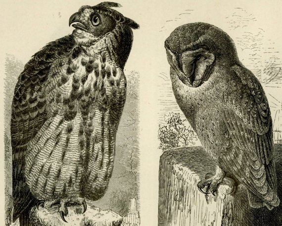 570x458 Vintage Owl Art Print C.1894 Antique Engraving Owl Wall Art Etsy - Vintage Owl Sketch