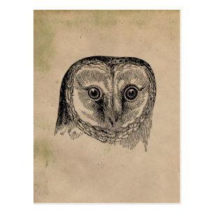 307x307 Vintage Owl Drawing Gifts On Zazzle - Vintage Owl Sketch