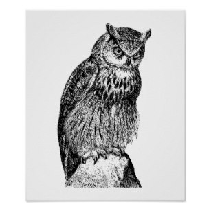 307x307 Vintage Owl Posters, Prints Amp Poster Printing Zazzle Ca - Vintage Owl Sketch