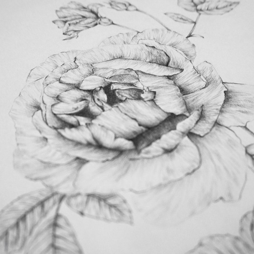 1024x1024 Vintage Rose Original Botanical Pencil Drawing Carmen Hui Art - Vintage Rose Sketch