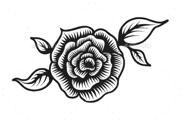 590x393 Vintage Rose Flower Template By Imogi Graphicriver - Vintage Rose Sketch