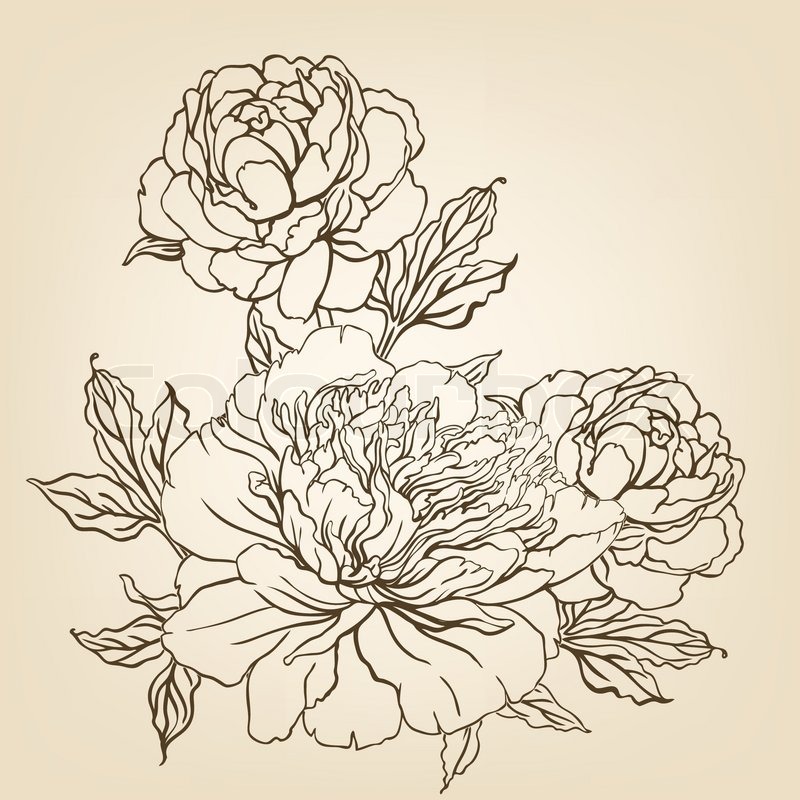 800x800 Vintage Hand Drawing Background With Flowers. Vector Illustration - Vintage Rose Sketch