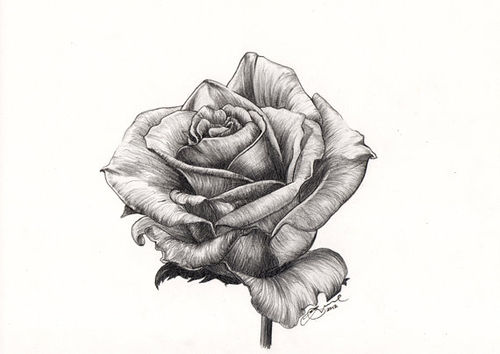 500x354 Black, Cool, Drawn, Gray - Vintage Rose Sketch