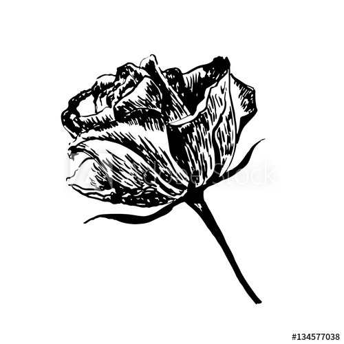 500x500 Drawing Vintage Flower Sketch Of Rose Hand Drawn Vector - Vintage Rose Sketch