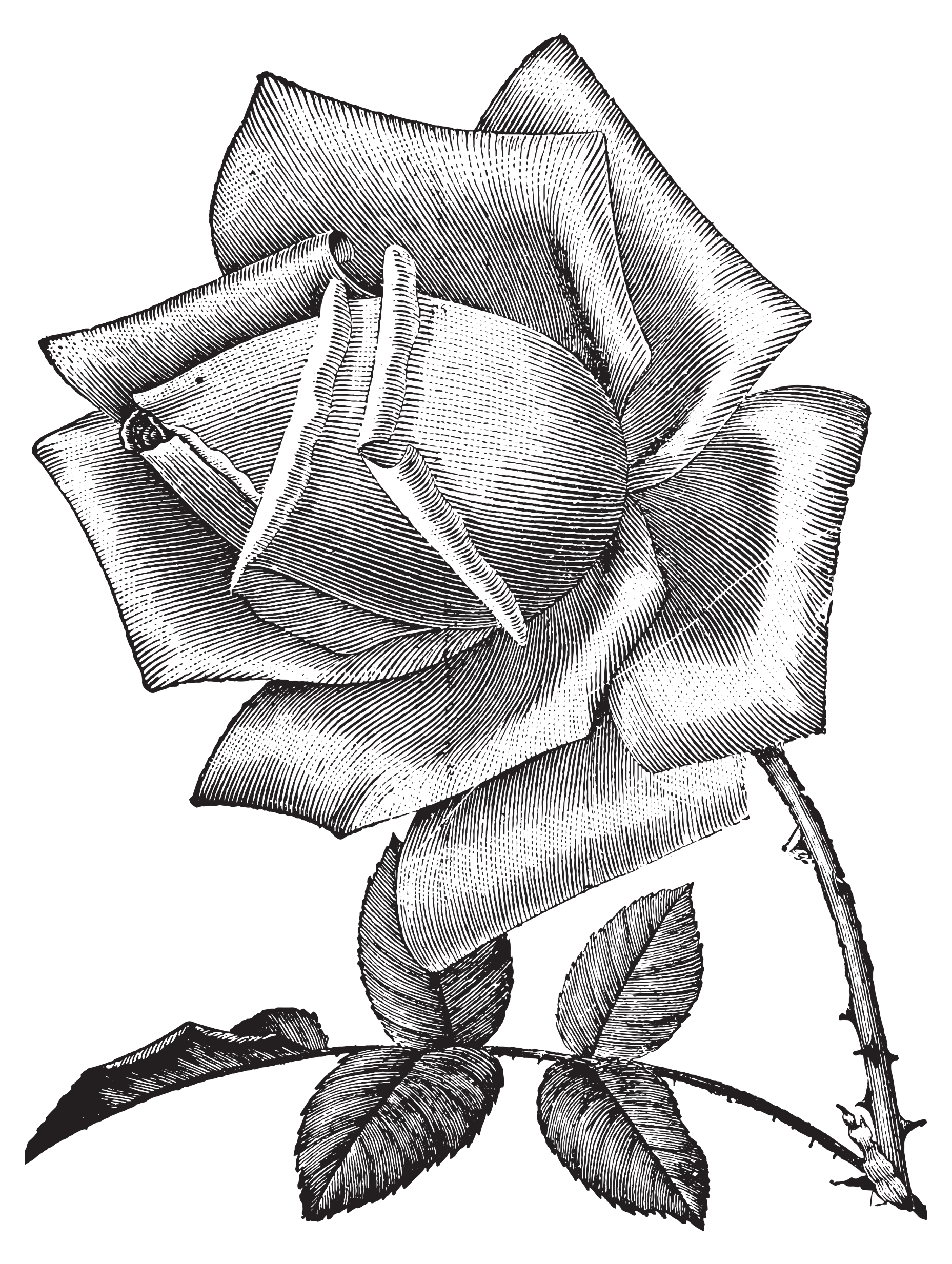 1857x2466 Vintageworkshop Vintage Rose 7 Mens - Vintage Rose Sketch