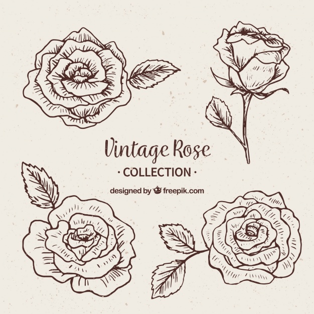 626x626 Assortment Of Roses In Vintage Style Vector Free Download - Vintage Rose Sketch